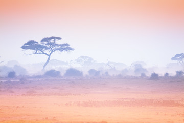 Sunset at African savannah with silhouetted trees