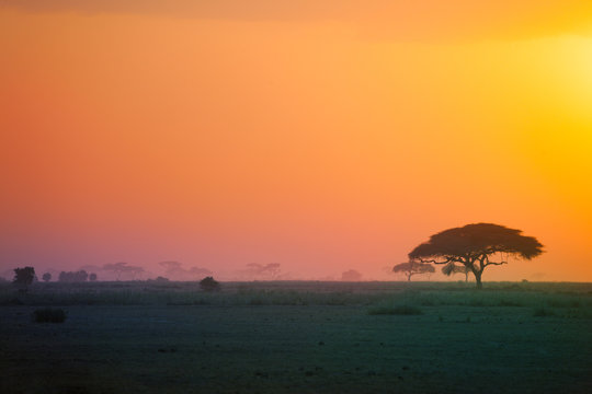 Beautiful scenery of African savannah at sunset