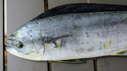 Pesca del dia: lampuga, llampuga, dorado, yampúa, pez limón, dorado-delfín, o perico, es la...