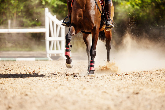 Picture of racehorse running at sand racetrack