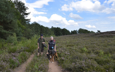 Fototapeta premium ein paar mit hund wandert in der mehlinger heide