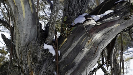 Snowgum on the Cascades Trail, Kosciusko NP, Australia