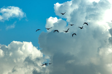 Birds and clouds