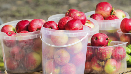 mature red apples in buckets