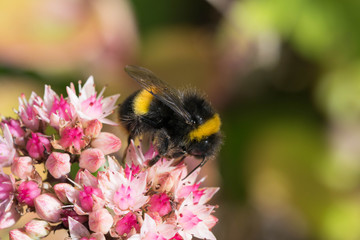 bee collecting nectar on beautiful flowers.