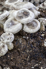 Funghi