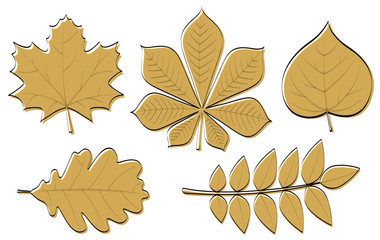 Collection of hand drawn leaves isolated on white background. Vector.
