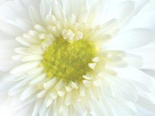 white flower closeup with selective focus
