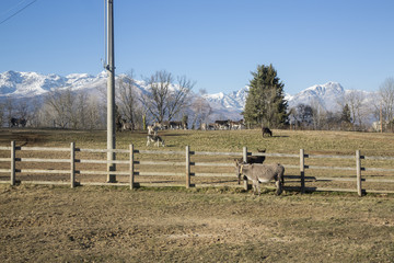 Obraz premium recinto asini