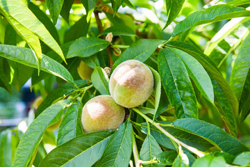 italian countryside vegetables