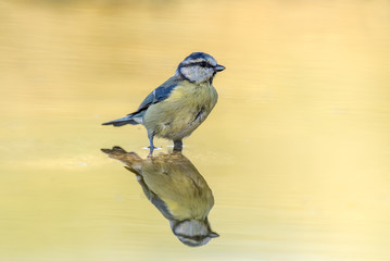 Cyanistes caeruleus