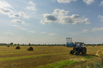 Fototapeta premium tractor in a field removes hay in the autumn