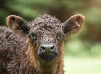 Fototapeta premium Kälbchen Portrait