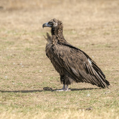 black vulture