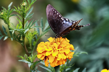 A Spicebush Swallowtail (Papilio polyxenes) Butterfly feeding from an orange marigold flower in the summer sun.