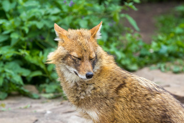 The golden jackal wandered the garden path on a hot summer day