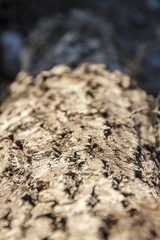 Tree Bark Blur Texture Close Up