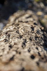 Tree Bark Texture Detail