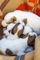 Jack Russell Terrier Puppy