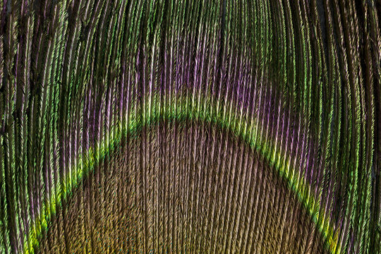 Close-up of a Peacock feather