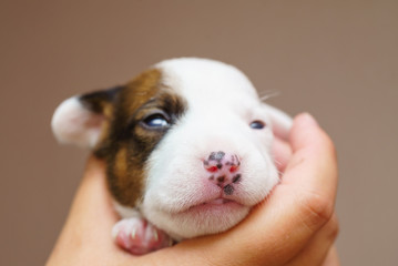 Jack Russell Terrier Puppy