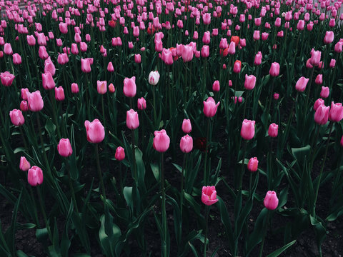 Field of pink tulips