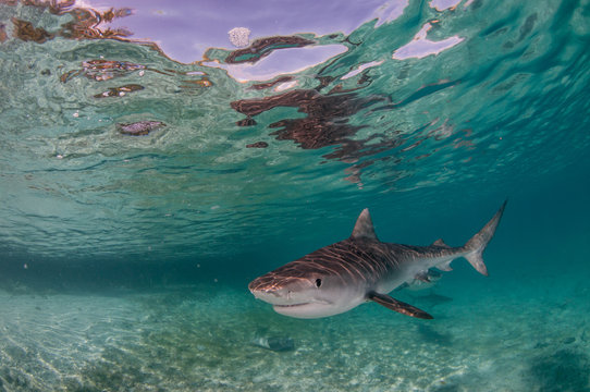 Tiger Shark in Shallow water in the tropics