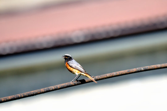 Redstart (Phoenicurus phoenicurus)
