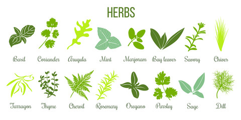 Big icon set of flat culinary herbs. sage, thyme, rosemary, basil - obrazy, fototapety, plakaty