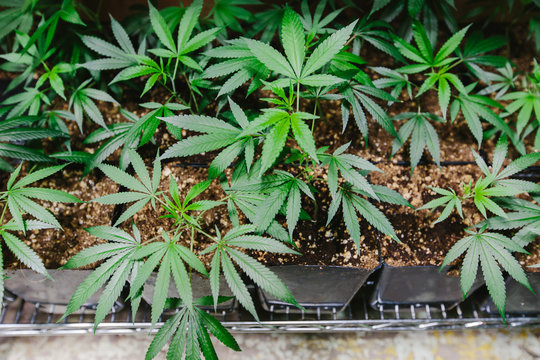 potted marijuana plants at pot farm