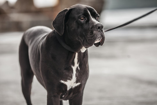Black dog on a leash