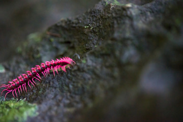 Extreme macro of the Shocking Pink Dragon Millipede (Desmoxytes purpurosea) crawling on a wet rock. Hup Pa Tard caverns, Uthai Thani, Thailand. Travel and wildlife concept.