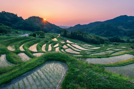 Terraced Rice Field Sunrise