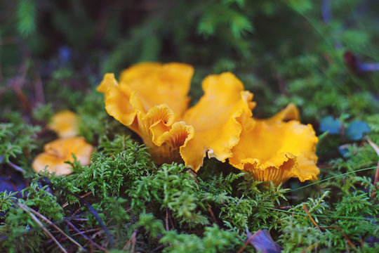 Yellow chanterelle mushrooms growing in a green moss in the forest in autumn