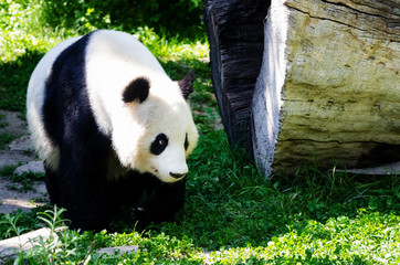 A giant panda (ailuropoda, malanoleuca) walking in the grass