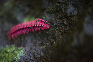 Extreme macro of the Shocking Pink Dragon Millipede (Desmoxytes purpurosea) on a wet mossy rock,...