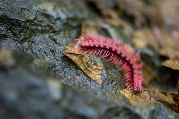 Extreme macro of the Shocking Pink Dragon Millipede (Desmoxytes purpurosea) on the leaf litter forest floor of the Hup Pa Tard limestone caverns, Uthai Thani, Thailand. Travel and wildlife concept. - Powered by Adobe