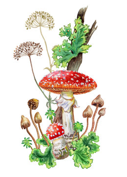 The composition of the fly agaric, lichen, moss and toadstools, watercolor painting on white background, isolated with clipping path.