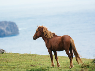 Obraz premium 与那国馬