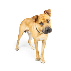 Attentive Yellow Large Mixed Breed Dog