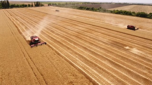 Wonderful bird`s eye view of two combine harvesters reaping ripe wheat on a sunny day in summer. The golden wheat grain looks great and gorgeous filled with the light of sun