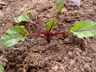 Plants de betterave potager