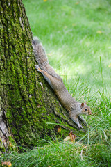 squirrell at central park