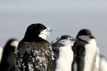 Wild chinstrap penguins standing on Antarctica Peninsula
