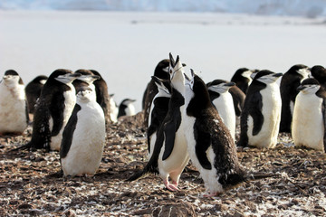 Obraz premium Wild chinstrap penguins standing on Antarctica Peninsula
