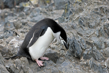 Wild chinstrap penguins standing on Antarctica Peninsula
