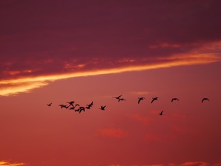 evening red flying wild geese