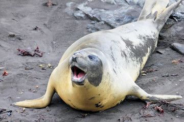 Elephant Seal, Mirounga Leonina, Antarctic Peninsula Antarctica