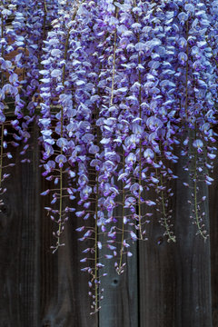 Wisteria hanging down a garden fence