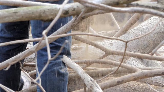 Sawing mummified tree on death. Wood processing industry.